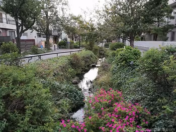 北沢川緑道橋からの景観