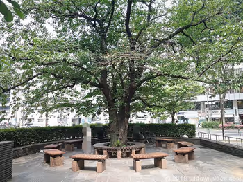 立川北口公園の木製ベンチ