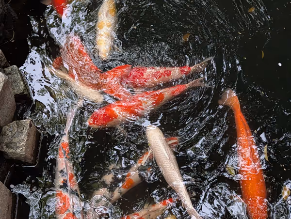 世田谷八幡宮 さぎ草苑の写真4
