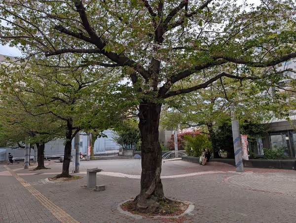 染井吉野記念公園の写真5