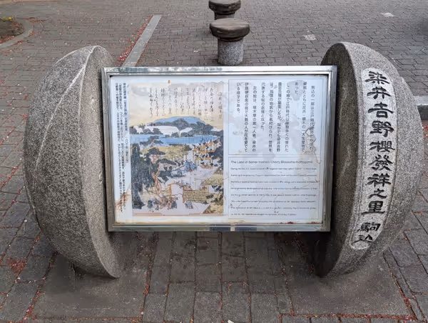 染井吉野記念公園の写真4