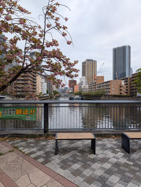 桜の散歩道の写真3