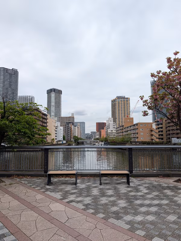 桜の散歩道の写真4