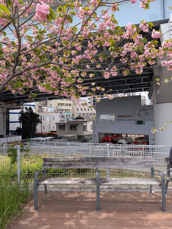 中洲公園の写真1