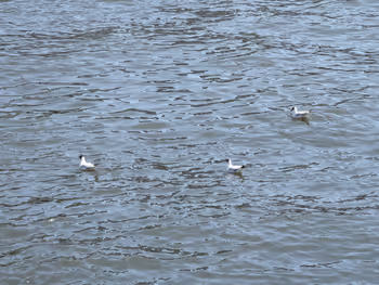 隅田川テラス 両国橋側の写真3