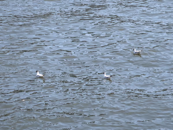 隅田川テラス 両国橋側の写真3