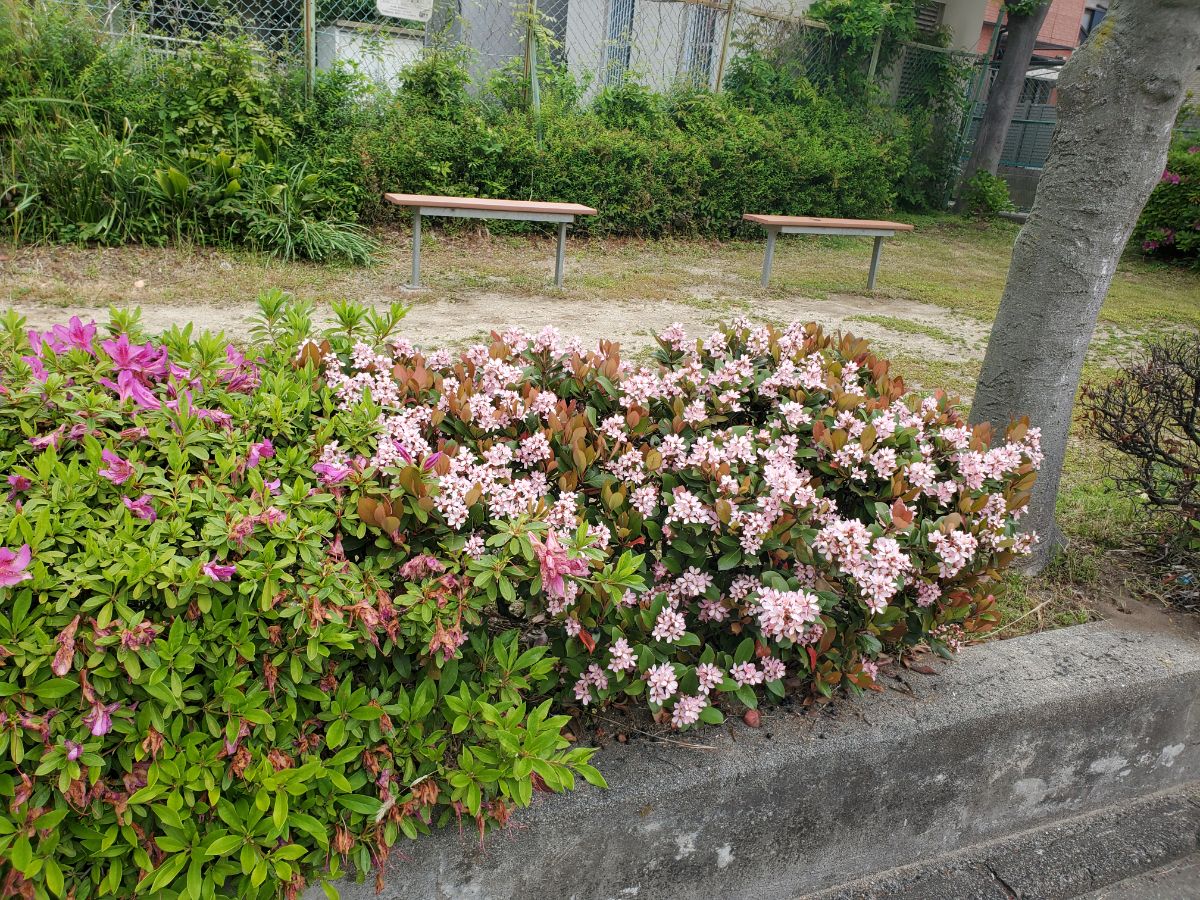 三宝町むくのき公園の写真1