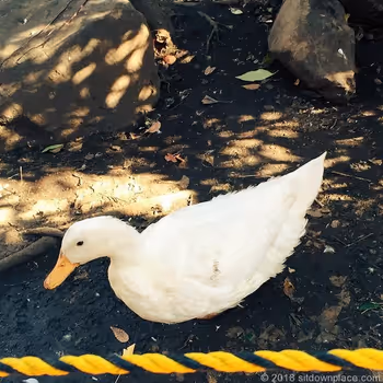 Ga-chan of Shitaya Shrine
