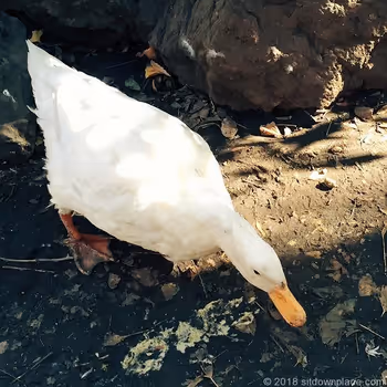 Ga-chan of Shitaya Shrine