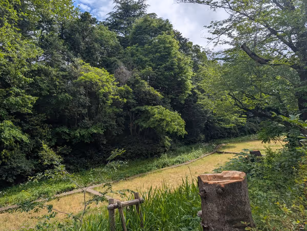 駒場野公園の写真1