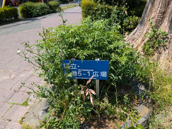弦巻5-1広場の写真3