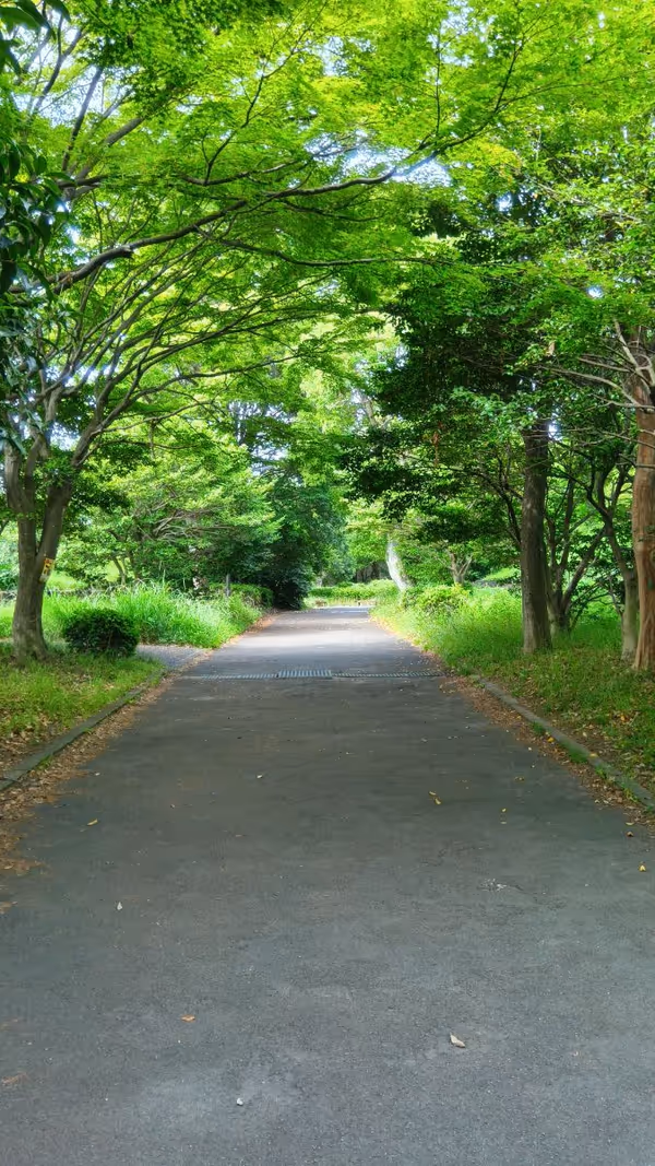 永山と貝取を結ぶ、貝取の木のトンネル内の写真1