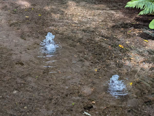 柿田川公園の写真5
