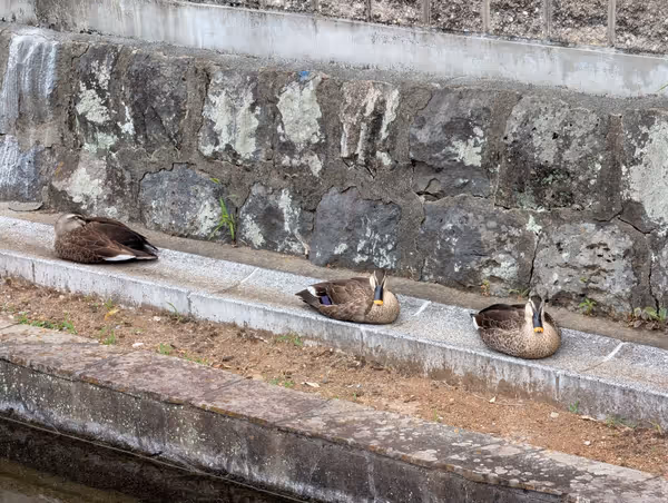ほたるの里の写真3
