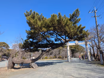 三柱神社境内の写真2