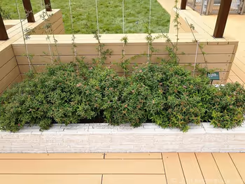 北澤Town Hall 5樓屋頂庭園的花壇