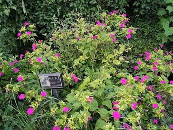 北澤川綠道的莢蒾