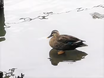 Spot-billed ducks in Senzoku-ike