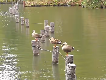 Three friendly spot-billed ducks in Senzoku-ike