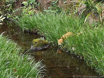 Stray cat aiming for fish in Senzoku-ike