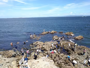 사루시마 오이모노하나