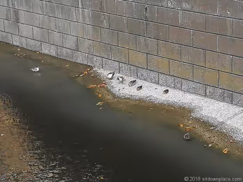 Ducks relaxing in the Meguro River