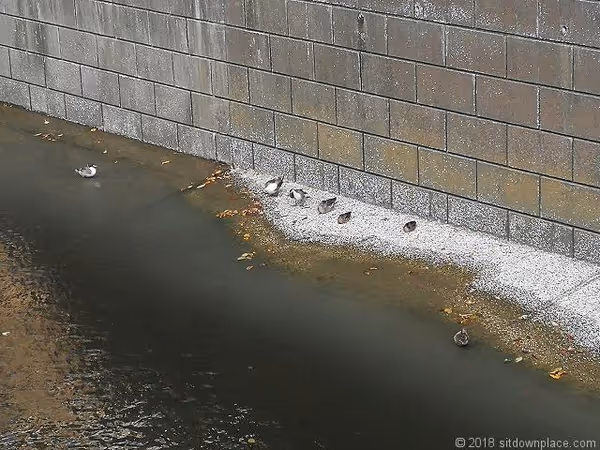 Photo of Nakameguro Station | Meguro River Rest Spot Behind Nitori 4