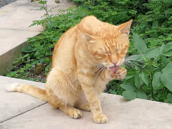 Cats of Houtong Cat Village