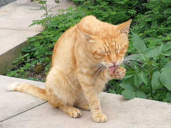 Photo of Houston Station | Houston Cat Village Viewing Bench Rest Spot 1