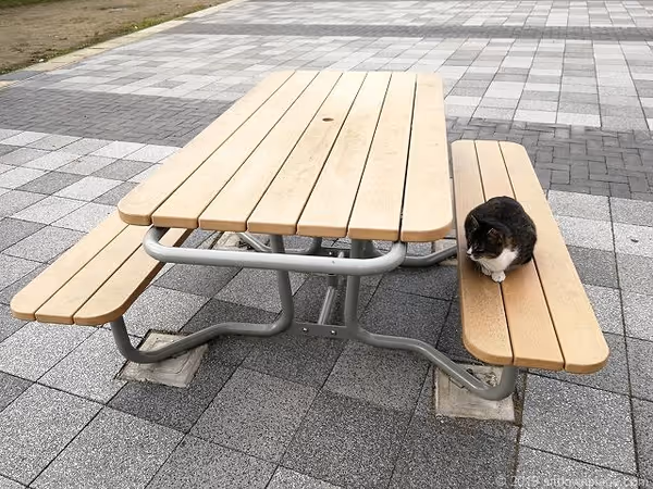 南口駅前交番付近の写真2