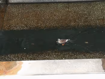 渋谷川的綠頭鴨