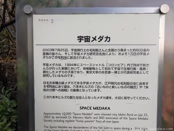 毛利庭園的宇宙金魚SPACE-MEDAKA
