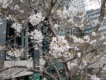 Cherry blossoms in the underground station square of Tokyo Square Garden B1F
