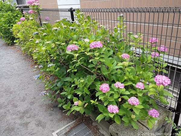 三田第7公園の写真5