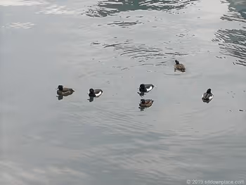 요코하마 중앙시장 거리 폭포강의 흰뺨오리
