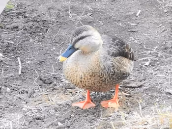 多摩センター駅多摩中央公園のカモ