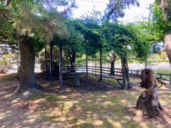【西桑名駅】九華公園(花菖蒲園・野外ステージ付近)の画像2