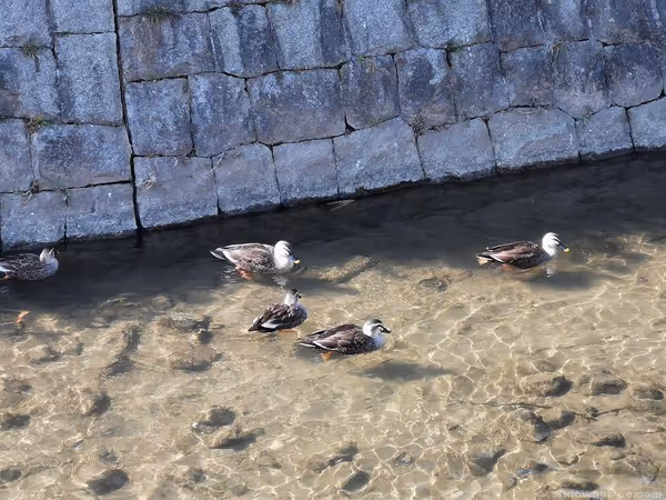 二ヶ領用水 一本圦橋付近の写真2