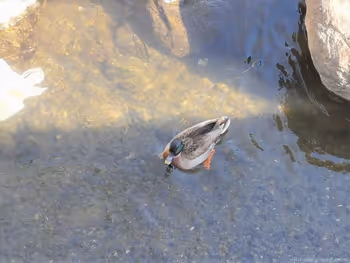 中野島駅二ヶ領用水 一本圦橋付近の休憩場所その3