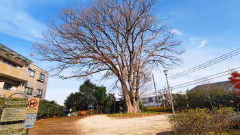 西荻窪站坡上的榉树公园的休息场所其1