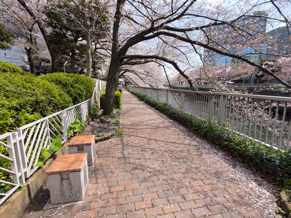目黒川遊歩道 森永橋付近の写真2