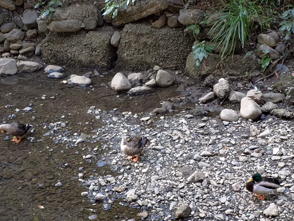 等々力渓谷 ゴルフ橋ー玉沢橋間の写真4