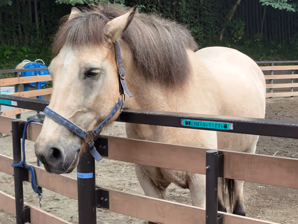 代々木ポニー公園の写真2