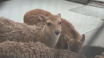 东中神站昭和公园 动物园附近的休息场所其二