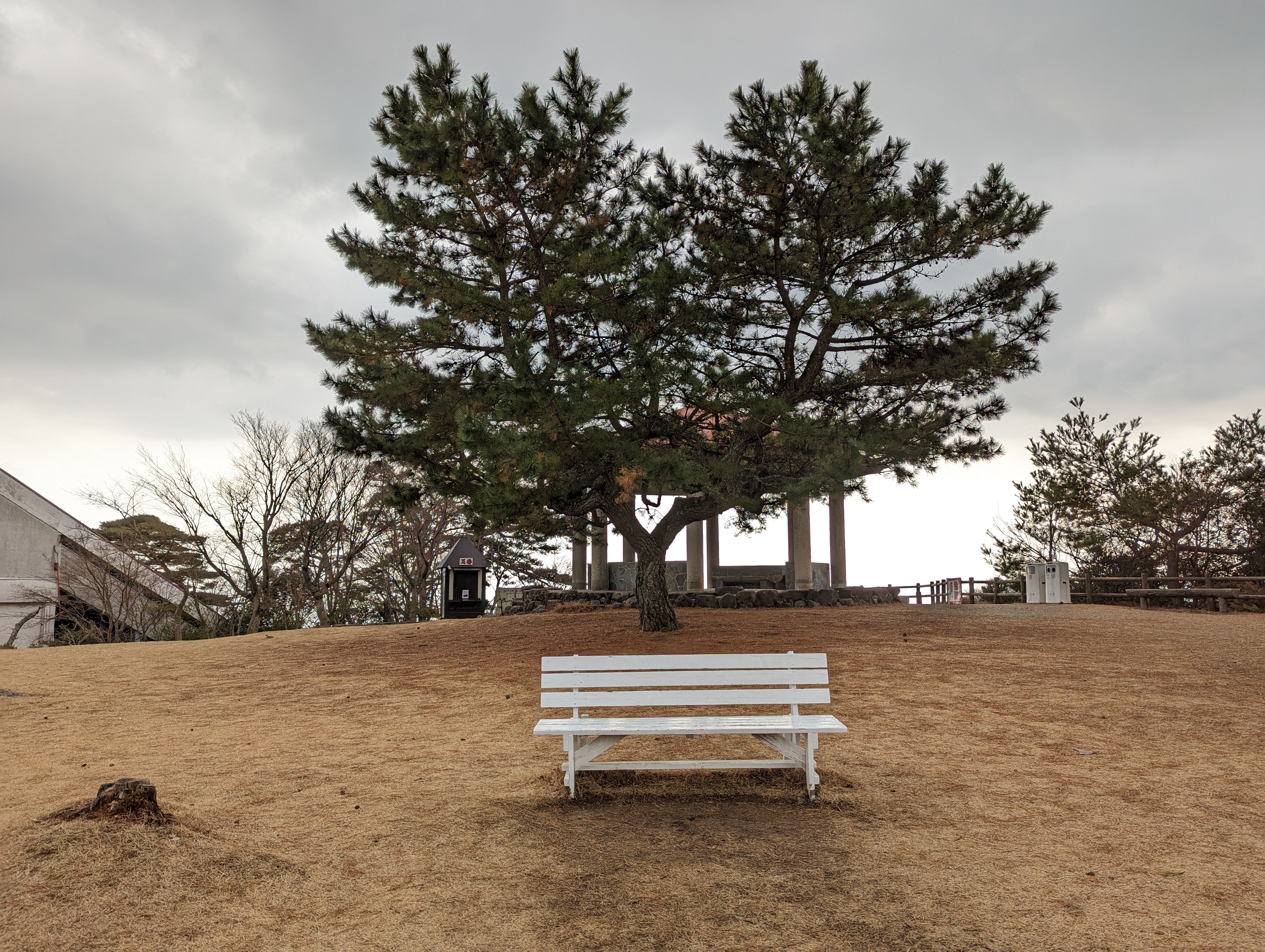 ハート松ベンチの写真1