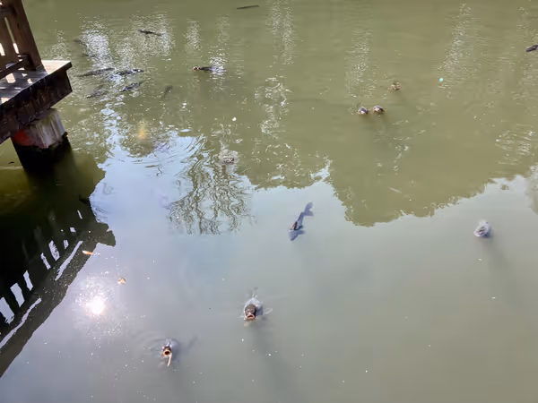 大手堀沿い散策路の写真2