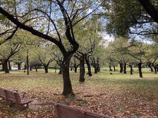 Photo of Shin-Shizuoka Station | Sunpu Castle Park | Rest Spot 2