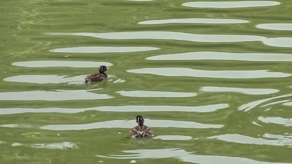 舟遊池周辺の写真4