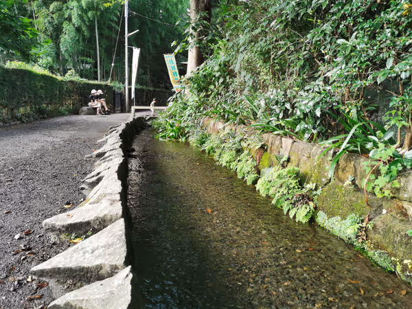 お鷹の道 真姿の池周辺の写真3