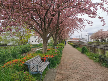 百草园站程久保川游步道 八重樱附近的休憩场所其1